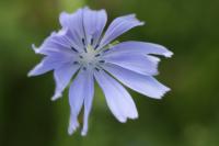 Cichorium intybus