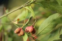 Euonymus europaeus