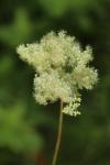 Filipendula ulmaria