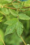 Filipendula ulmaria