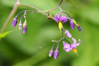 Solanum dulcamara