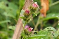 Arctium minus
