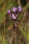 Gentianella germanica
