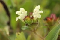 Prunella laciniata