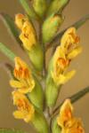 Odontites jaubertianus