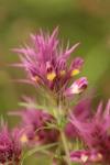 Melampyrum arvense