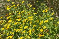 Pulicaria dysenterica