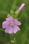 Malva moschata
