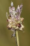 Allium vineale