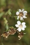 Achillea ptarmica