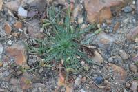 Plantago coronopus