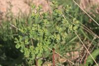 Euphorbia helioscopia