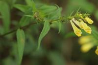 Melampyrum pratense
