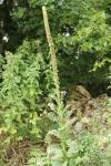 Verbascum densiflorum