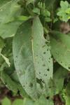 Verbascum densiflorum