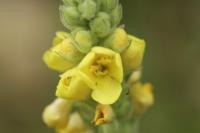 Verbascum densiflorum