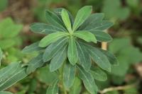 Daphne laureola