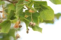 Tilia cordata