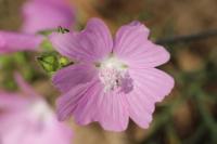 Malva moschata