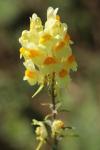 Linaria vulgaris