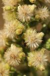 Erigeron canadensis