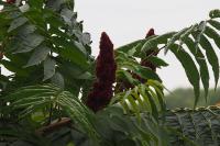Rhus typhina
