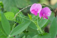 Lathyrus latifolius