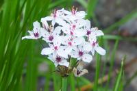 Butomus umbellatus