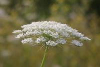 Daucus carota