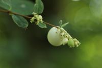 Symphoricarpos albus