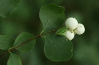 Symphoricarpos albus
