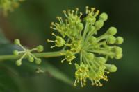 Hedera helix
