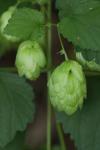 Humulus lupulus