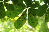 Aesculus hippocastanum