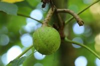 Aesculus hippocastanum