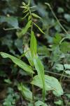 Epipactis helleborine