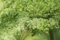 Angelica sylvestris