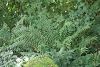 Dryopteris filix-mas