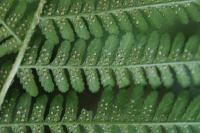 Dryopteris filix-mas