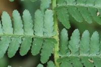 Dryopteris filix-mas