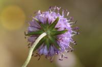 Succisa pratensis