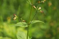 Scrophularia nodosa