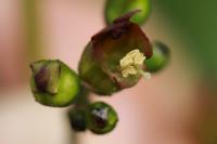 Scrophularia nodosa