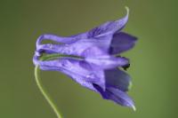 Aquilegia vulgaris