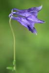 Aquilegia vulgaris