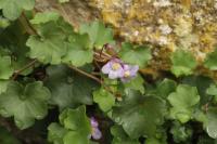Cymbalaria muralis
