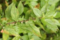 Parietaria judaica