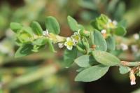 Polygonum aviculare