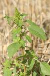 Amaranthus hybridus