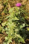 Silybum marianum